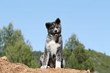 AKITA INU 475